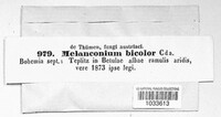 Melanconium bicolor image